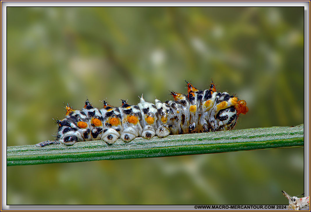 Chenille du Machaon